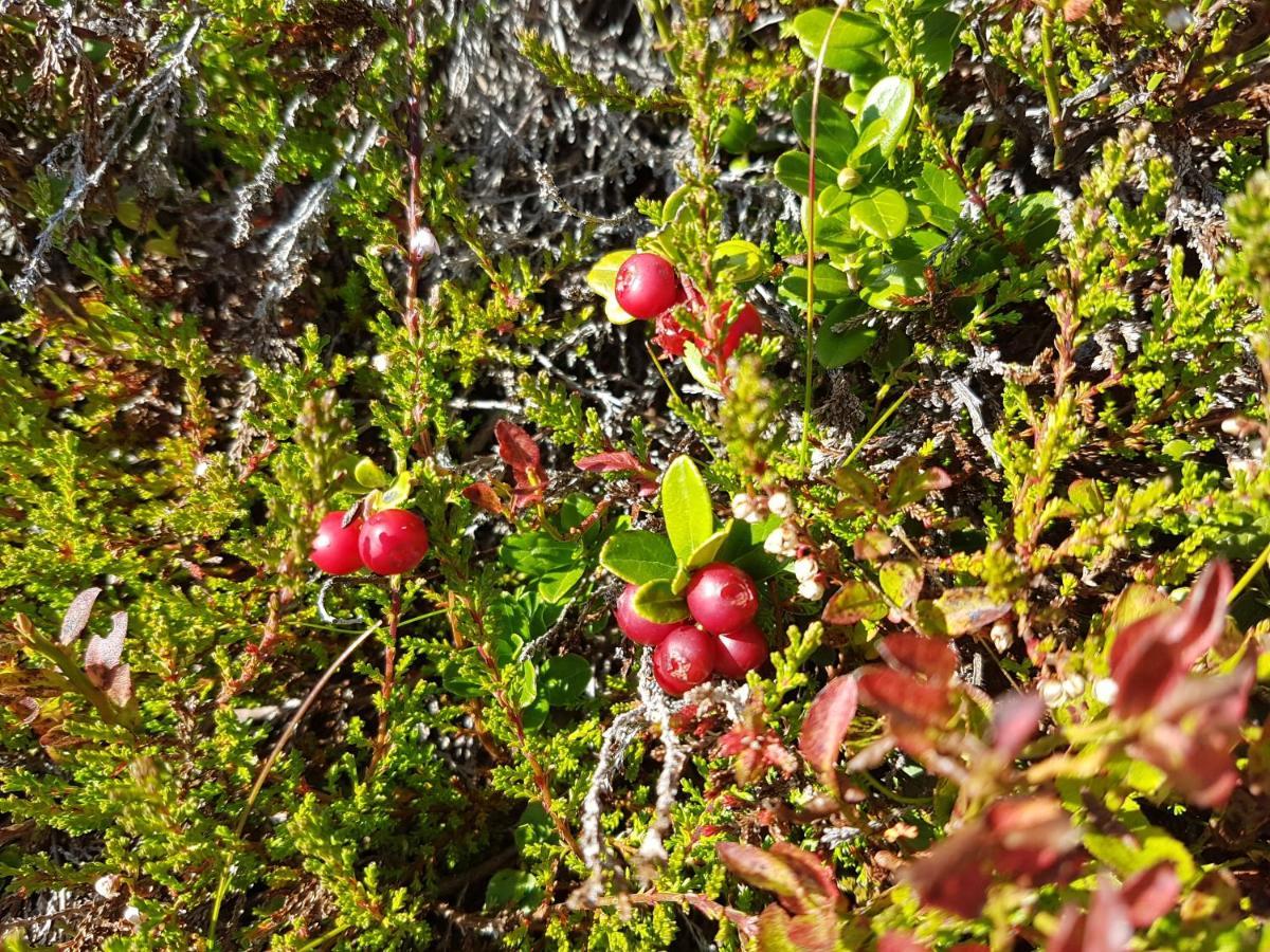 Fesengut Hotell Annaberg im Lammertal Exteriör bild