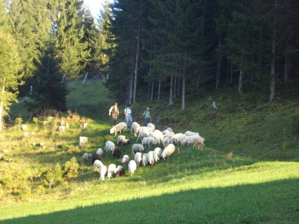Fesengut Hotell Annaberg im Lammertal Exteriör bild